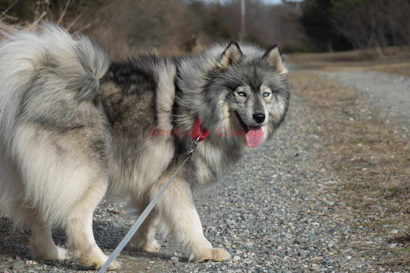 Northern Glories AKC Siberian Husky purebred Siberian Malamute females