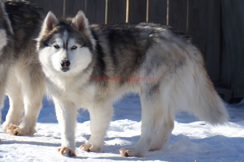Eowyn ~February 2019~