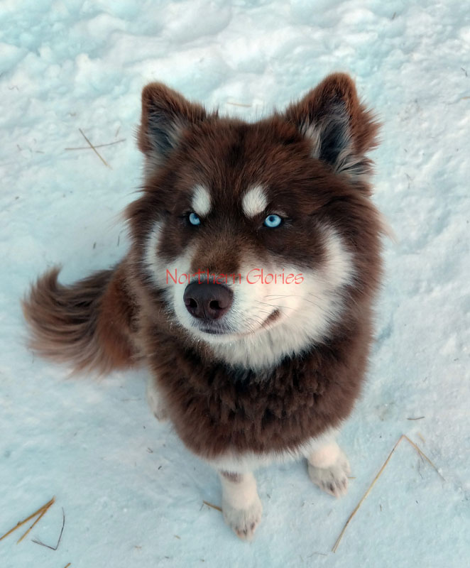 Northern Glories Siberian Husky Puppies